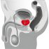 You2Toys - Masażer prostaty - obrotowy wibrator prostaty (czarny)