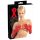 LATEX - długie, unisex rękawiczki (czerwone) - M